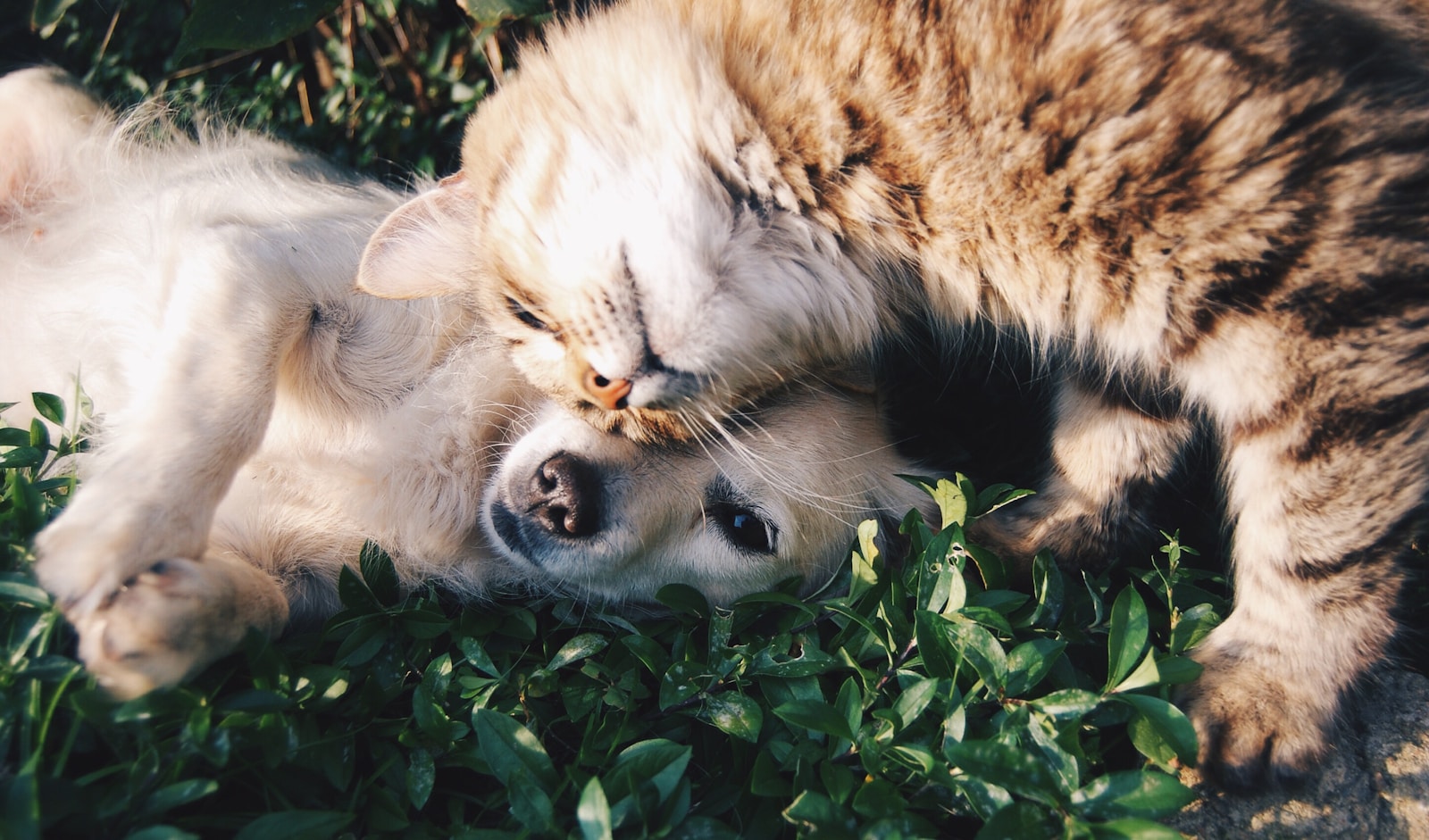 Premium pet essentials